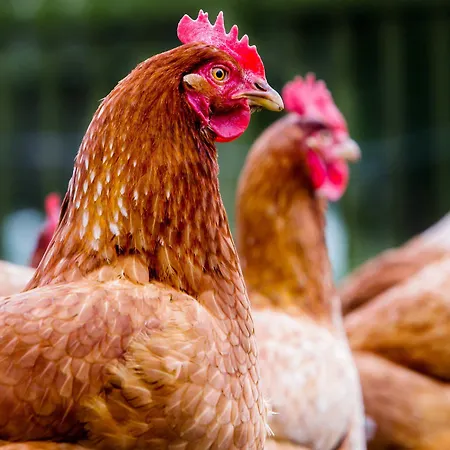 Orchard & Wolds Restaurant Cayton