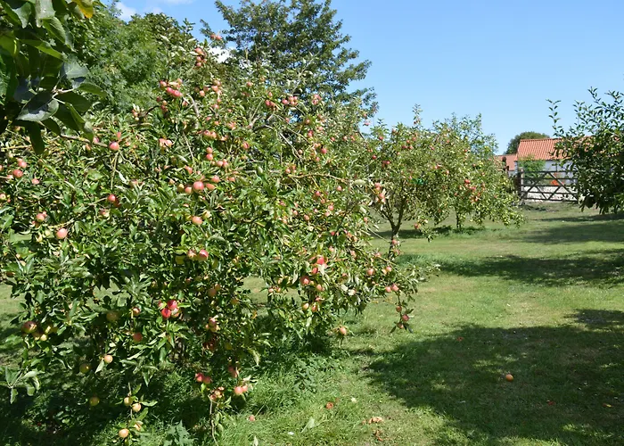 Hotel Orchard Cayton