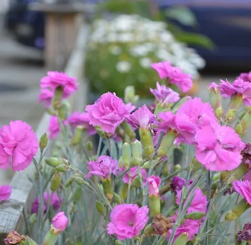 Hotel Orchard Cayton