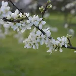 Orchard Lodge&wolds Restaurant Hotel